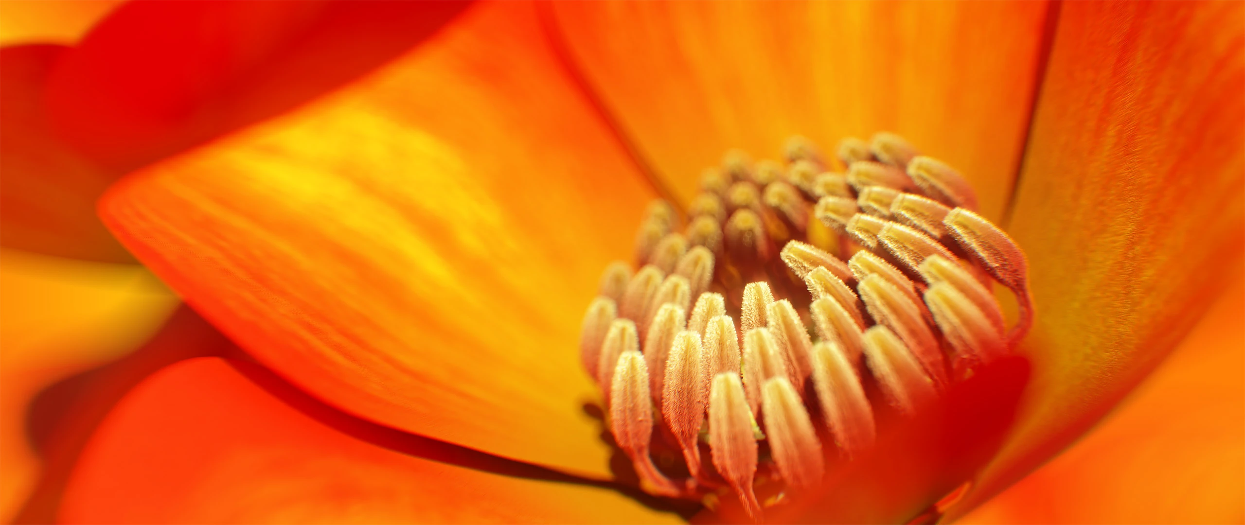 3D render of Flowers